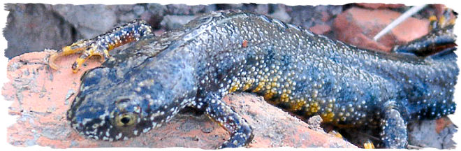 Great_crested_newt[1]