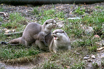 Otter Otter